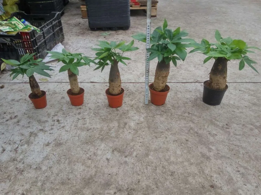 Mini Money trees bonsai--Pachira aquatica