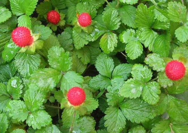 
Garden indoesnisa red hybrid cute F1 black strawberry fruit seeds for sale in bulk 10gr/bag 
