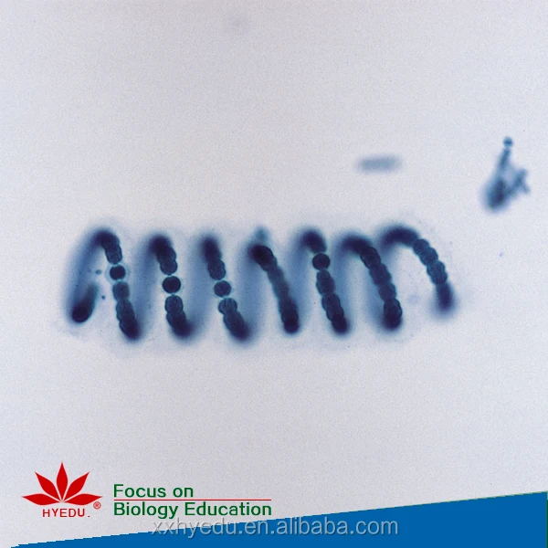 Individual Spirogyra W.M.(vegatative mass) Teaching Algae slides specimen biology microscope slide for biological lab equipment