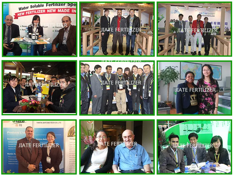 Hot Sale hydroponic nutrients organic fertilizer Natural Kelp Source High Quality seaweed extract powder