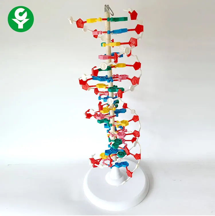 DNA molecule structure model / Biological anatomical model