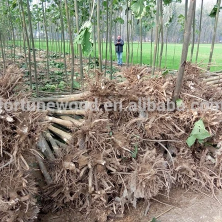 
Paulownia Tree for Planting Type Paulownia Shantong Cutting Root 