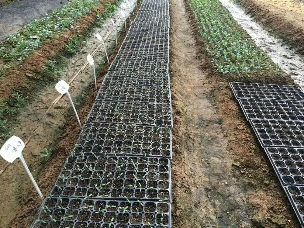 
Suntoday Chinese Asian vegetable green cabbage pakchoy seeds 1kg/bag 