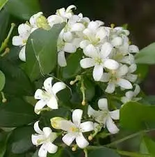 Global Demand on Best Quality Natural Jasmine Essential Oil at Good Price