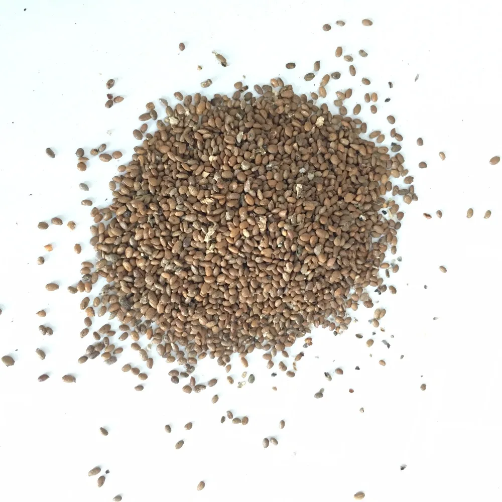 
S616 Mi Hou Tao Best Price tropical Planting Kiwi Tree Fruit Seeds 