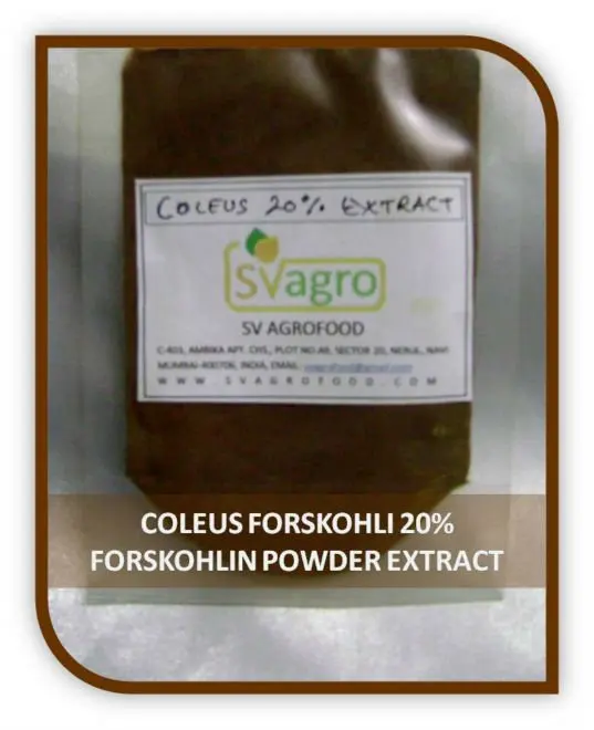 Top quality Coleus Forskohli Extract Coleus forskolin colforsin makandi maohouqiaoruihua pashanabhedi