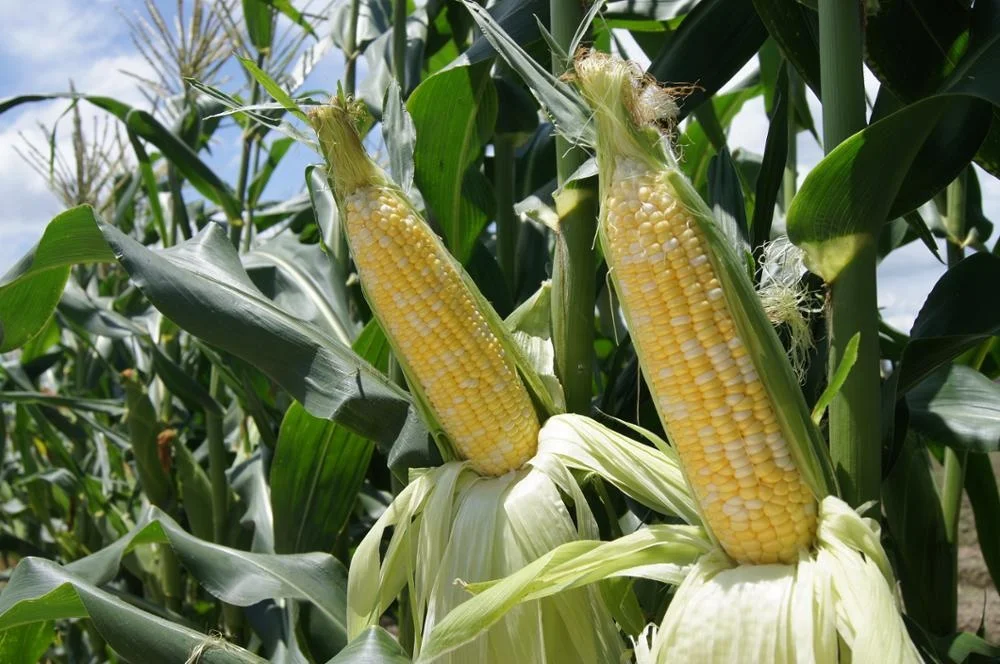 
Suntoday Newest High yiled yellow hybrid sweet corn seed 1kg/bag 