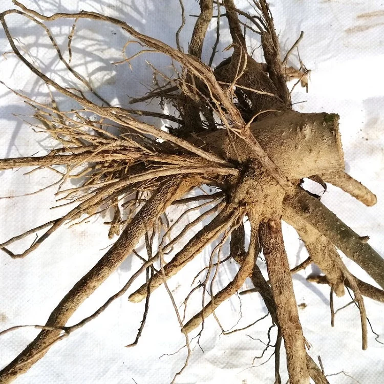 
diploid pesticide treated clone paulownia 9502 big stump with quarantine certificate 