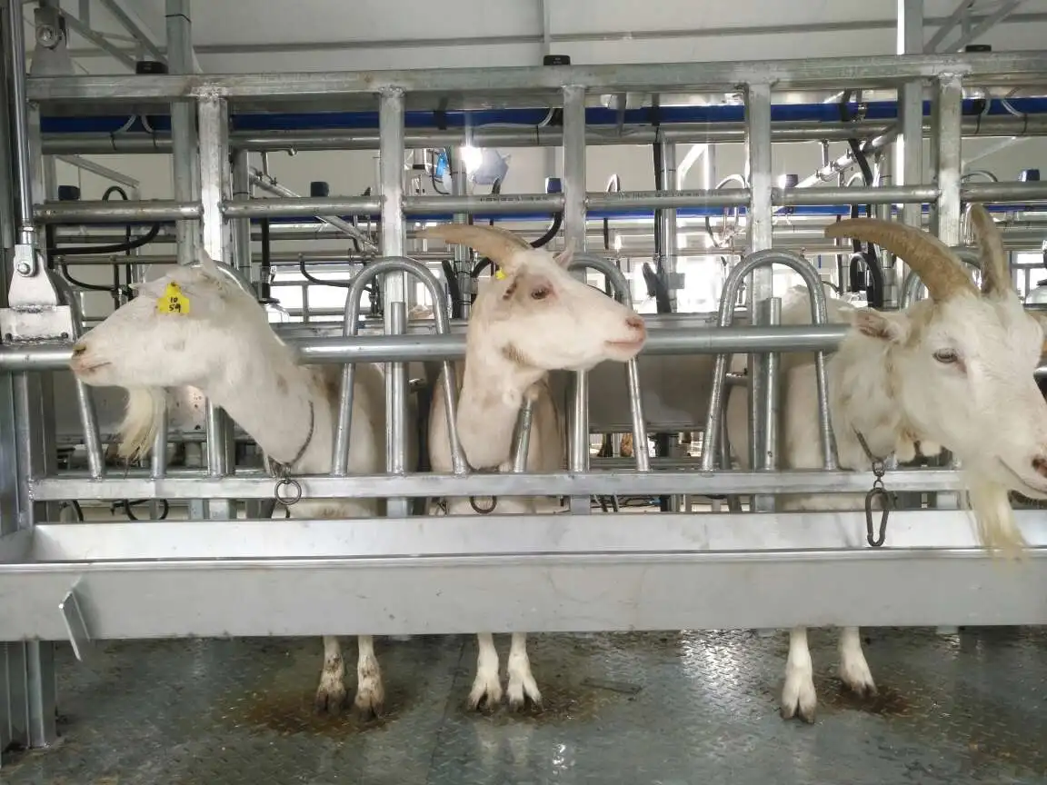 milking parlor