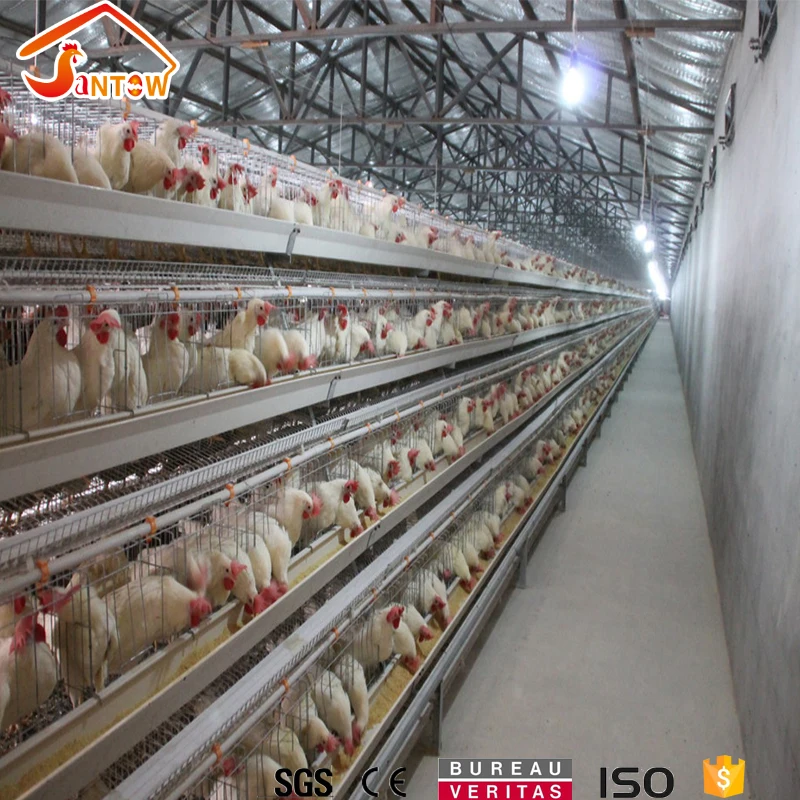 Automatic chicken shed day old layer chicks poultry cage