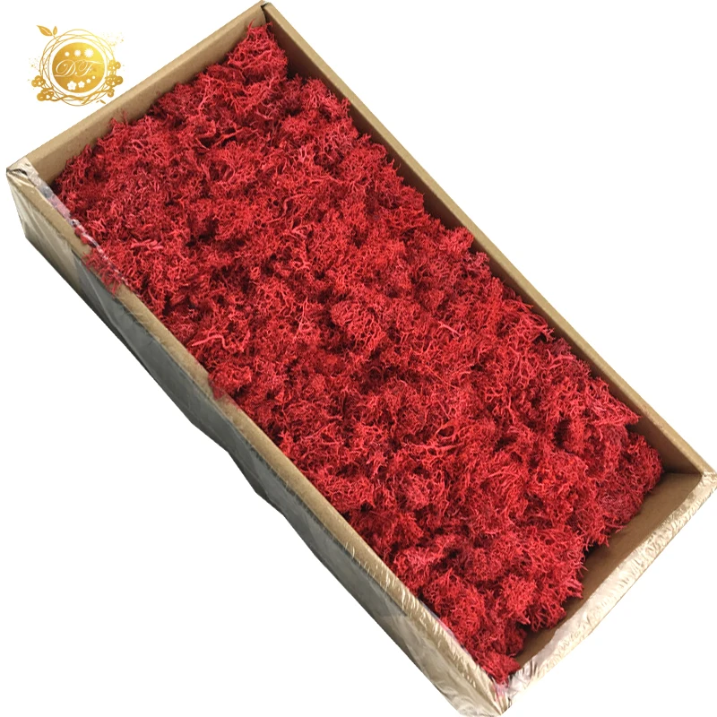 Yunnan A grade dried flowers wholesale preserved moss  for indoor decoration