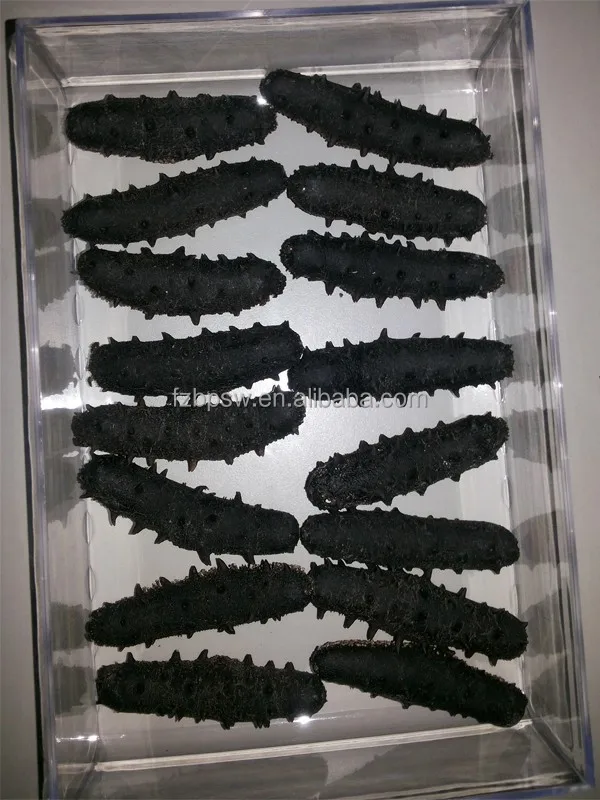 LOW PRICE NEW BLAKE DRIED PICKLY SEA CUCUMBER TREPANG WHOLESALE