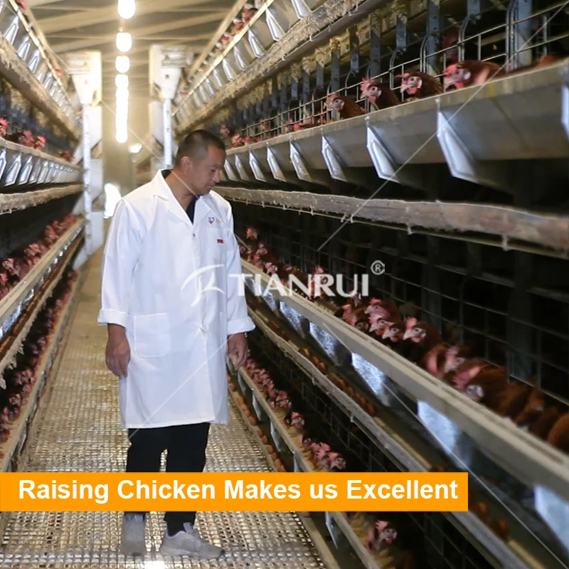 Хорошая цена Тип Слоя фермы батареи клетках птицы для яиц курица Несушка