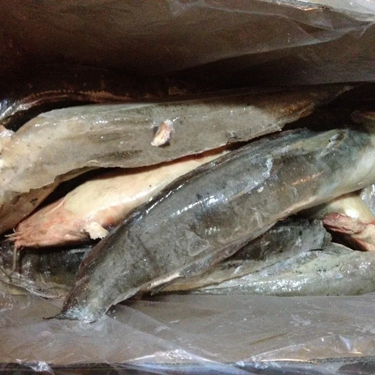 
catfish frozen fish exporting factory 