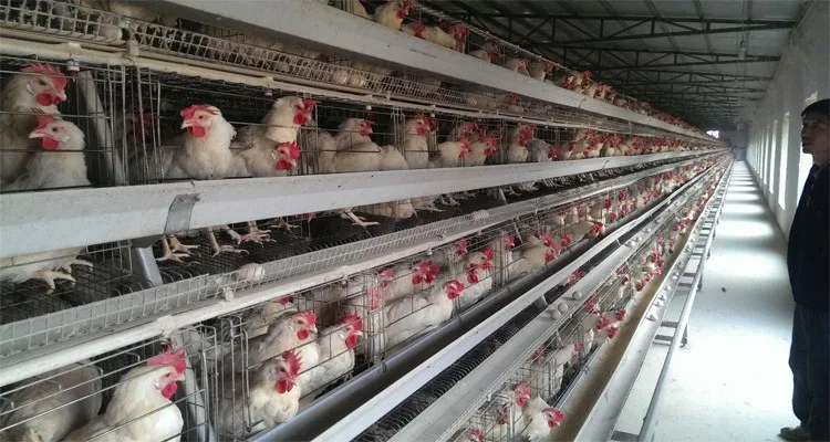 Portable poultry commercial chicken house designs