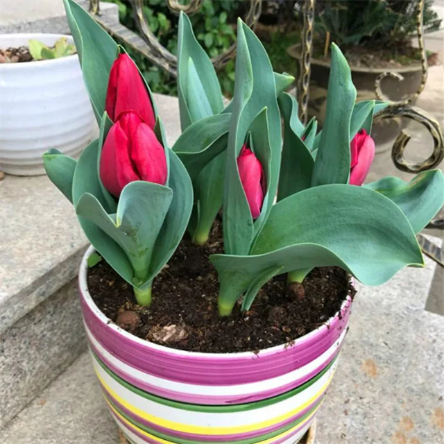 
Yu jin xiang 100 % Quality Top Brand F1 hybrid tulipa gesneriana bulb seeds 