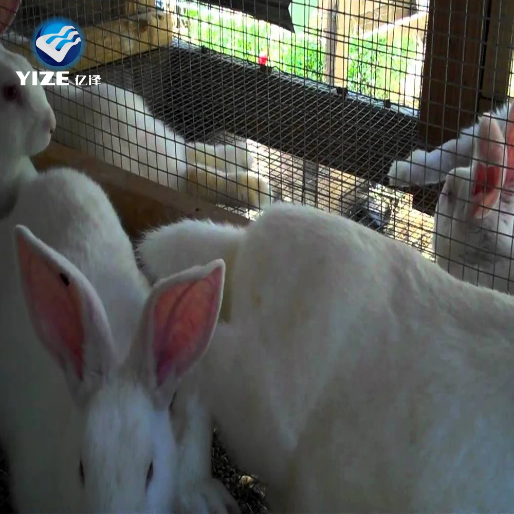 Selling galvanized welded rabbit mesh /rabbit cages indoor (Factory)