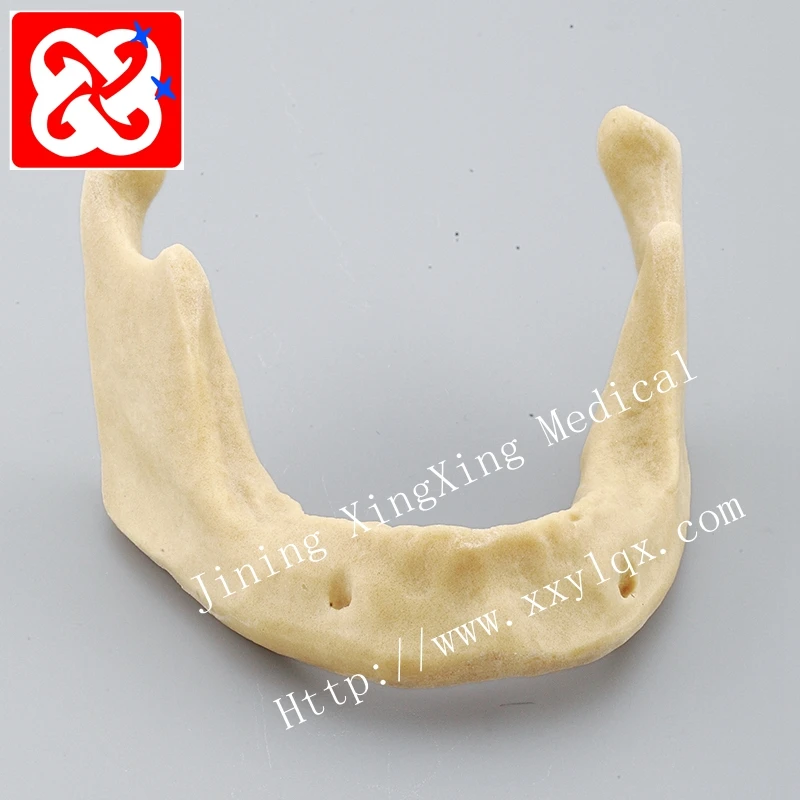 Drilling practice implant model jaw