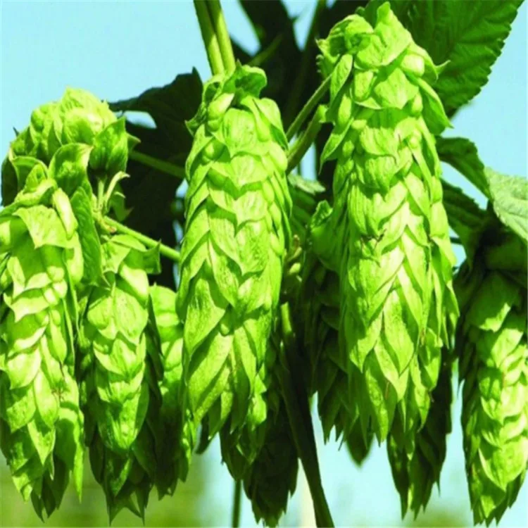 
Chinese Hops flower Compression particles/Humulus Lupulus flower Compression particles for Brewing beer 