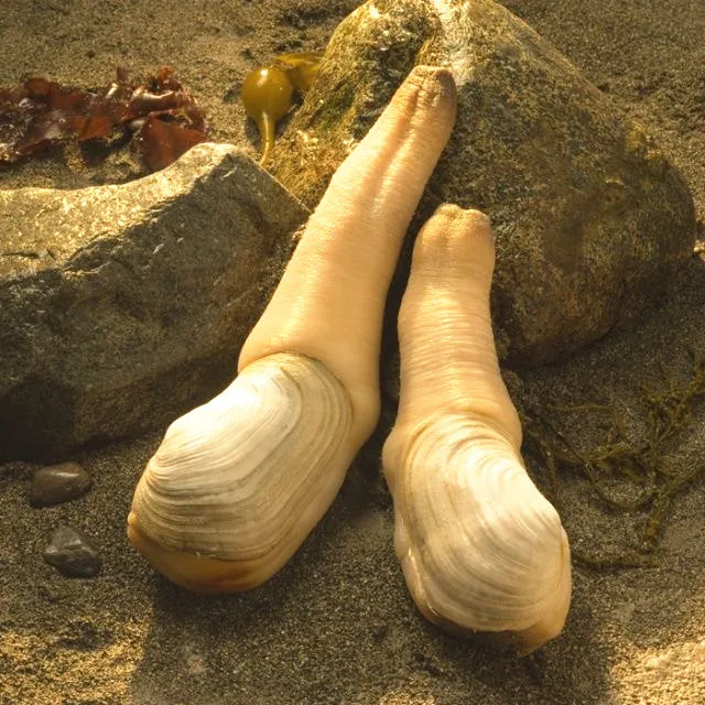 
Live geoduck 