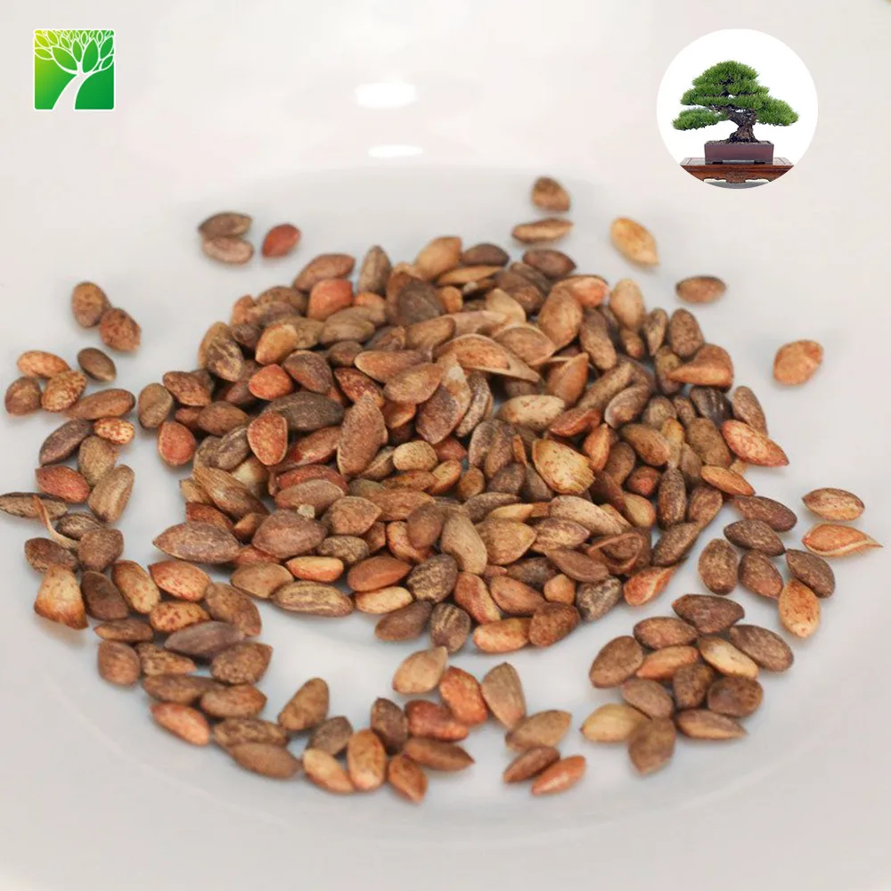Высококачественные семена пинуса тунбергии для продажи