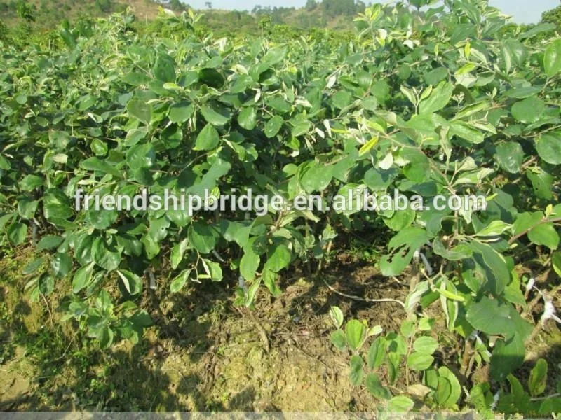 
Chinese Jujube Date Trees seedling 