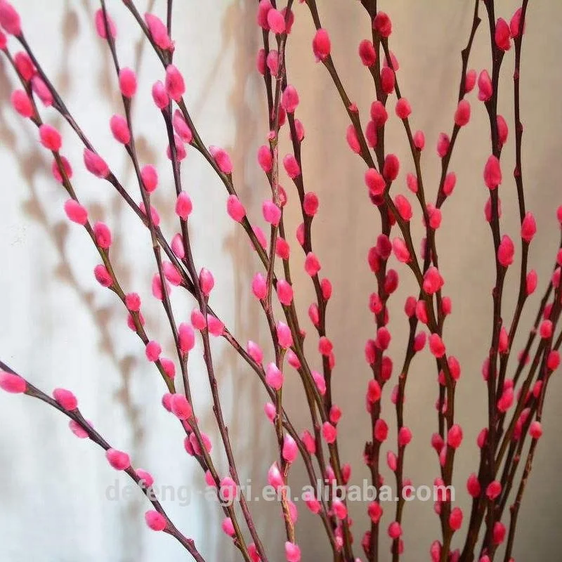Real fresh flower Salix nice cut flower pussy willow for celebration decoration flower