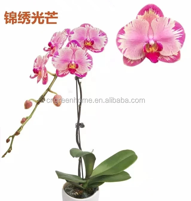live phalaenopsis Orchid seedling