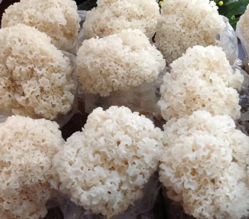Detan Fresh Sparassis Crispa Mushroom Price