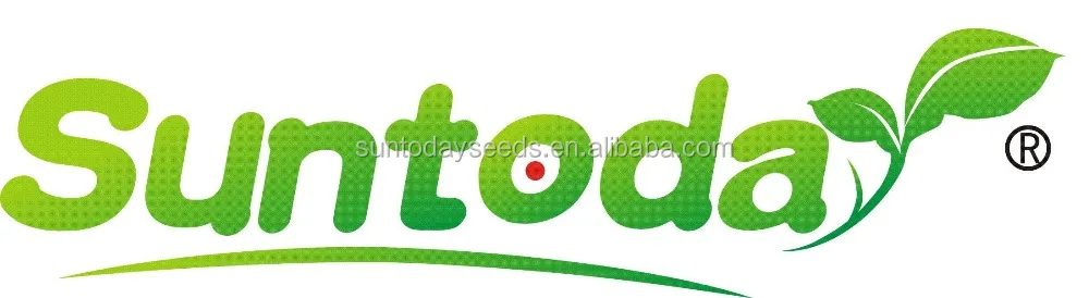 
Round soft white hybrid sweet melon F1 seeds 100g/bag 