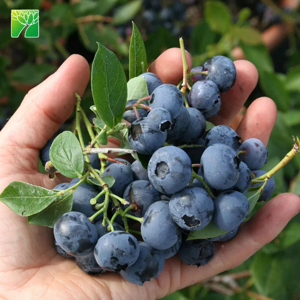 Полный солнцезащитный вакциниум СПП Дюк саплинг летний Урожай саженцы фруктовых деревьев