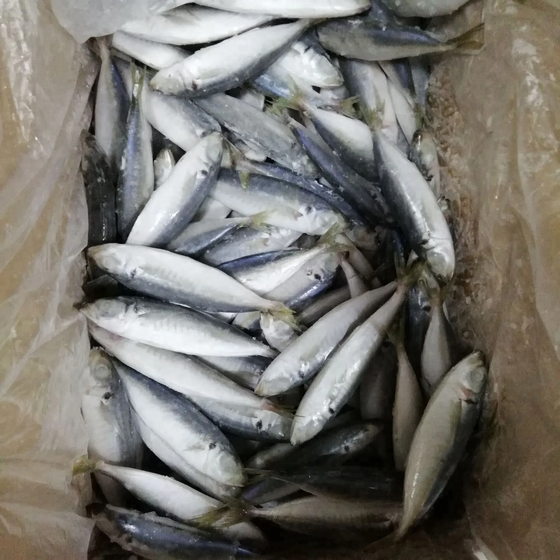 
Frozen Horse Mackerel Fish whole Round Big Eye Scad Jack Mackerel 