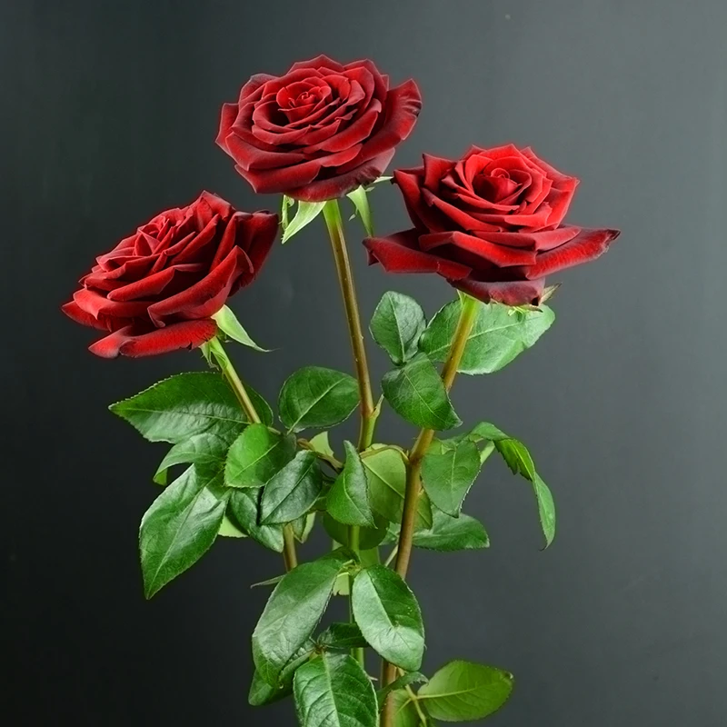 Оптовая продажа, разные виды свежих вырезанных цветов, черные розы для продажи