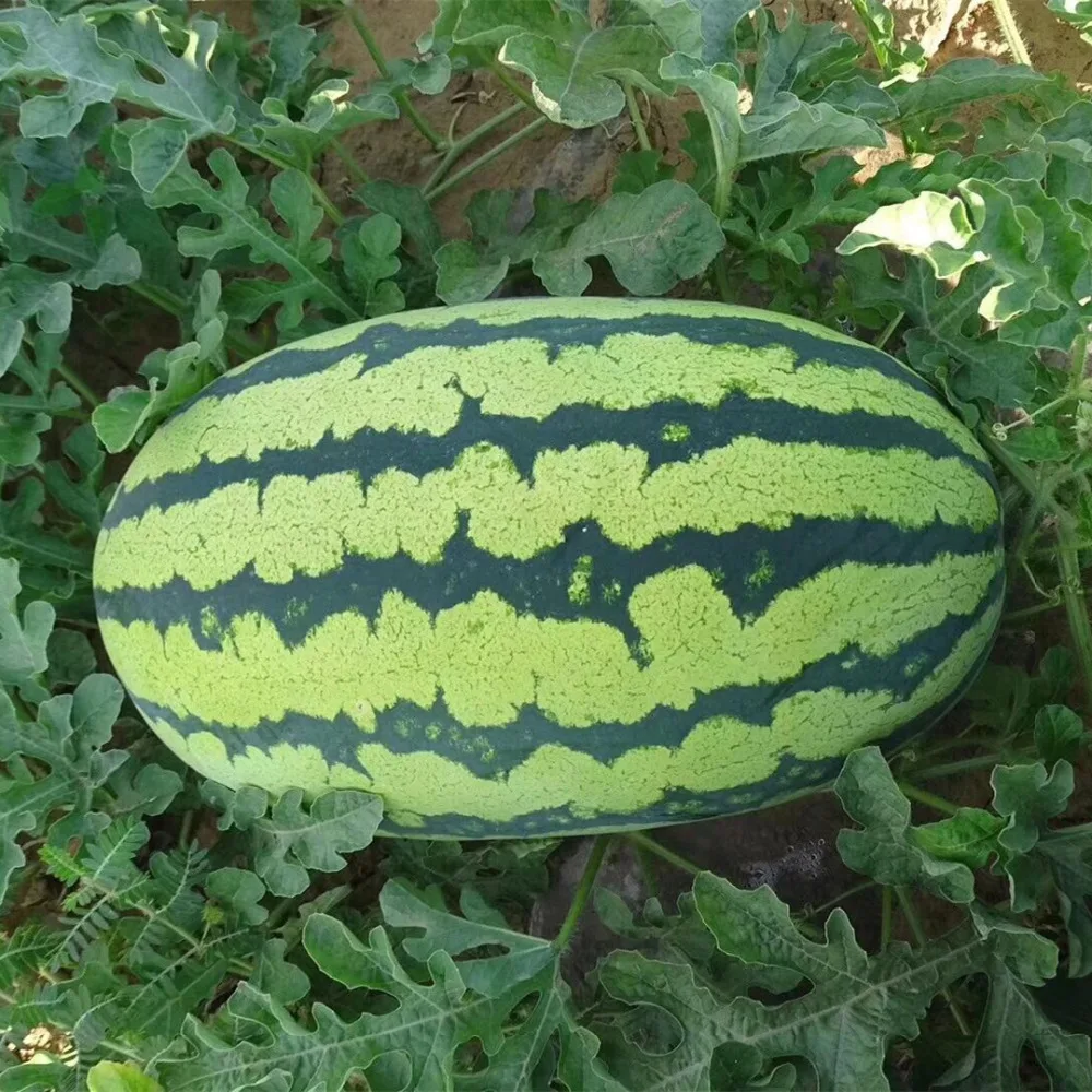 Overlord No.2 Chinese high resistance oval shape watermelon seeds