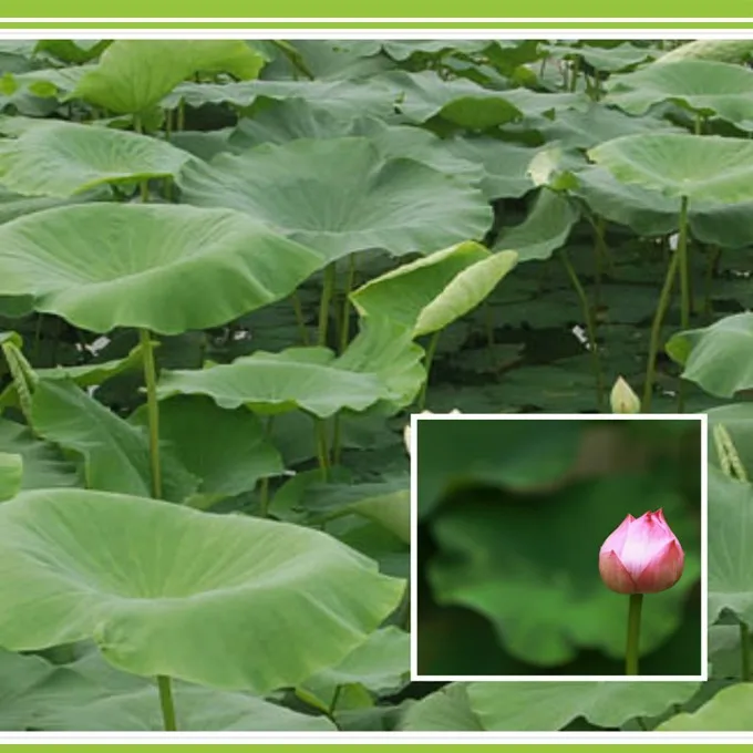 Водные овощи, жидкое биологическое микробное удобрение