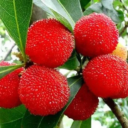 
Yangmei Dingaomei Waxmyrtle Seed Yumberry Fruit Tree 