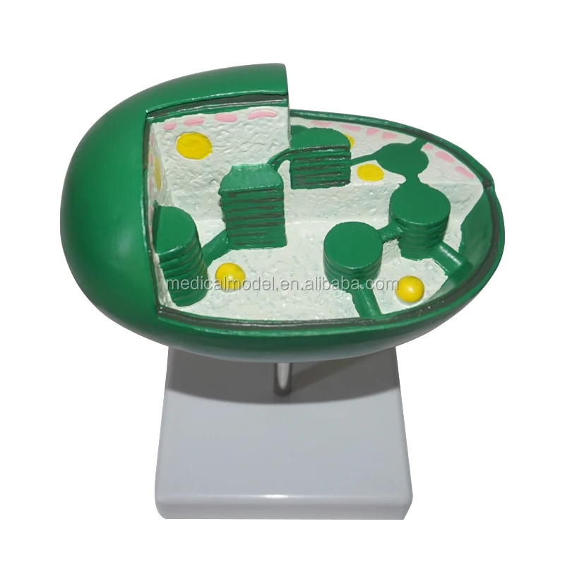 Plant Model Biological Education Chloroplast Model