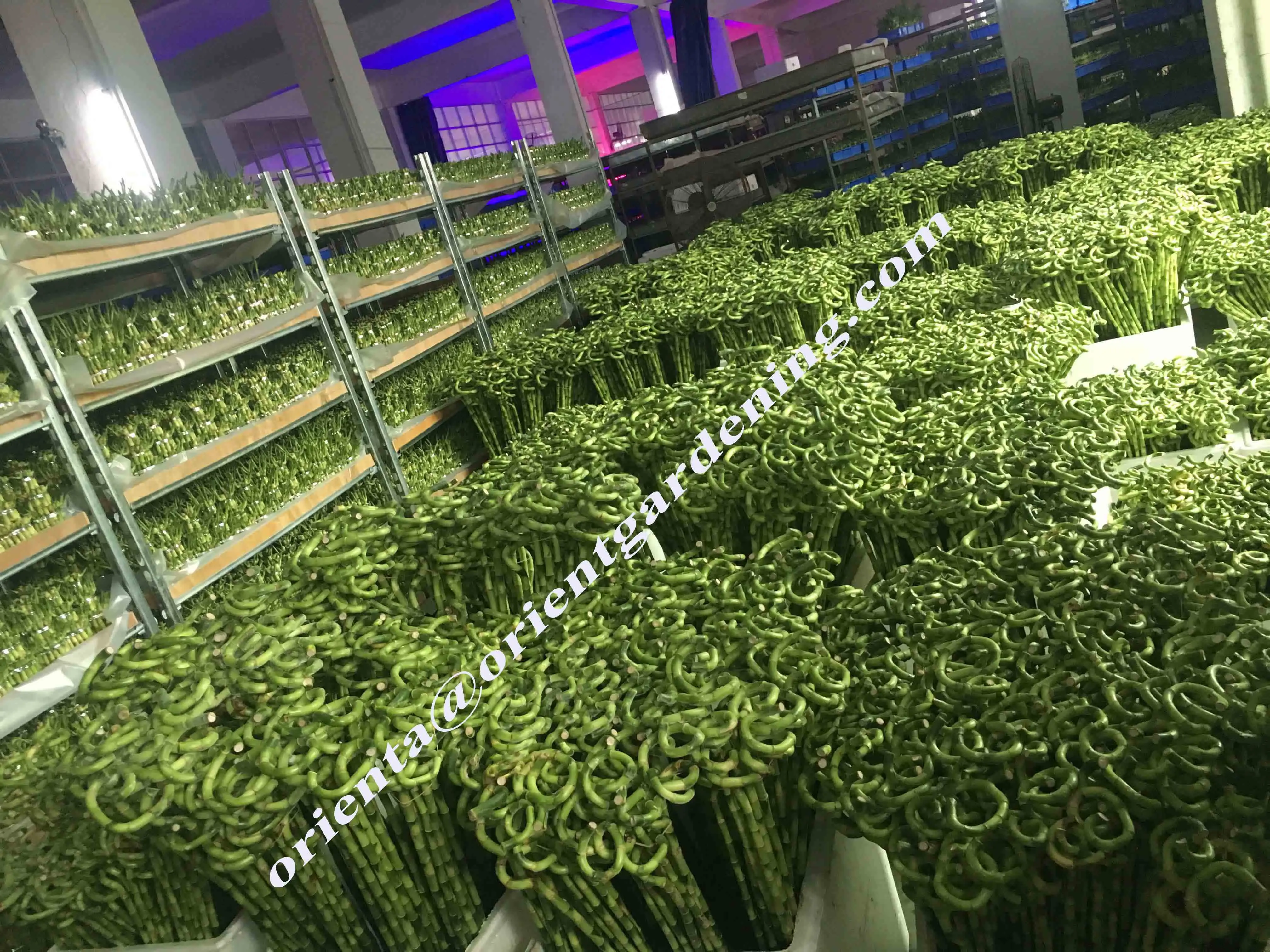 Воздушный бонсай в форме лодки, счастливый бамбук, драцена, сандерия