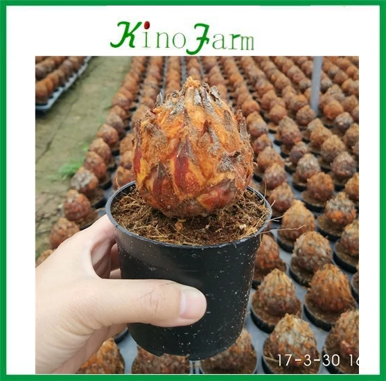  Чистые корень cycas Revolution лампы для