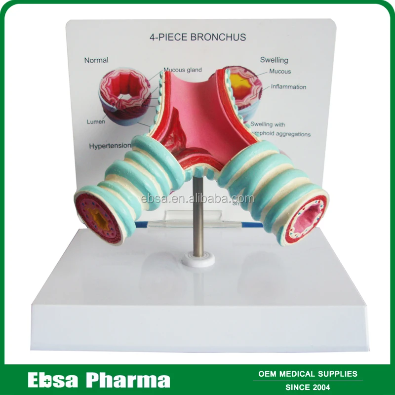 Advanced Medical Supplies Human Teaching Nasal Cavity Anatomy Model For School