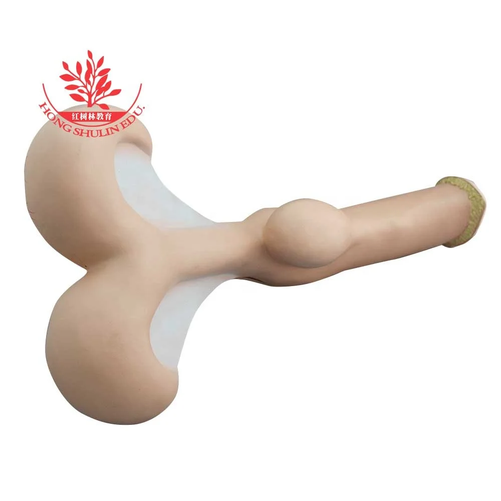 Anatomical model PVC Plastic Stomach Uterus Cow Medical Science Animal Models Medical Supplies