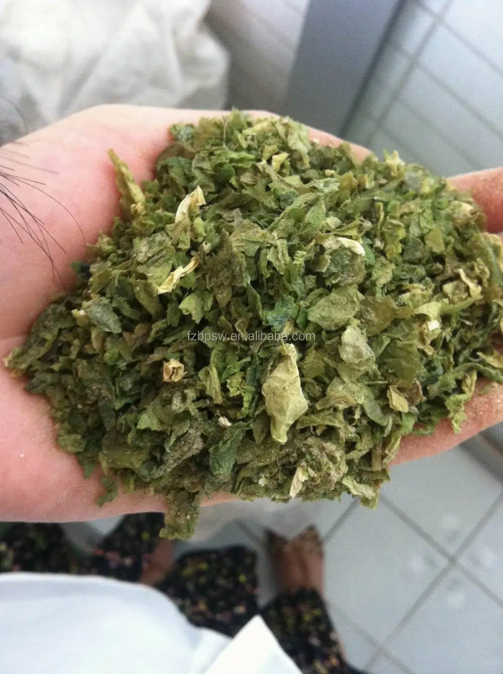 seaweed ulva lactuca powder for sale ,sea lettuce powder for feed additive.