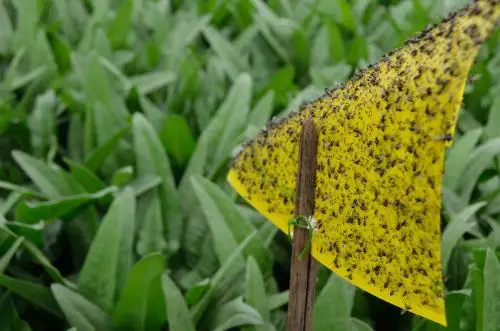 Приманка Liriomyza sativae для уничтожения растительных листьев