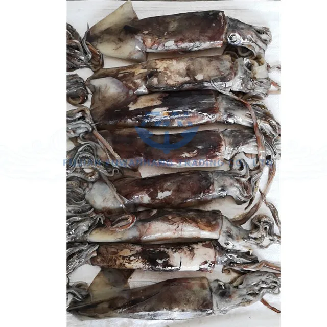 
Jig catching equator squid 