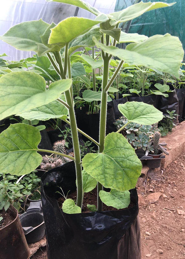 Семена павловнии удлиненной от золотого поставщика, оптовая продажа корней