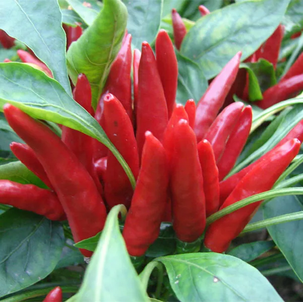 Созвездия Асахи перца для взрослых SUMMER F1