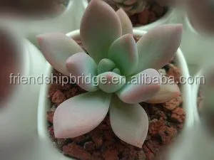 Wholesale Graptoveria Opalina succulent bonsai