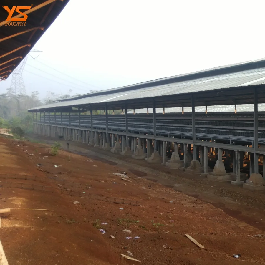 Automatic A Type Chicken Cage for 10000 Layer/Broiler/Pullet Chicken