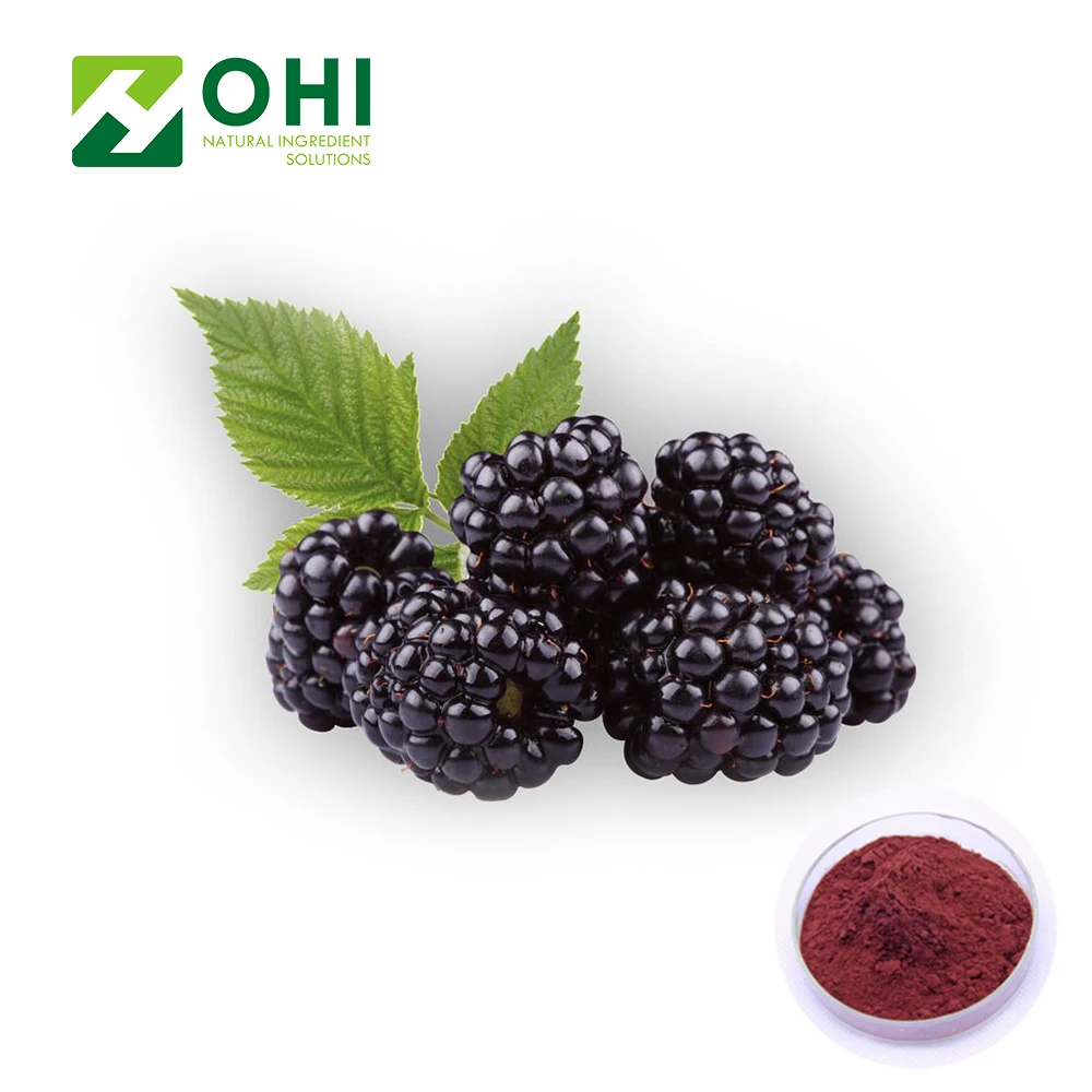 High Quality Anthocyanin Organic Black Berry Powder Blackberry Extract