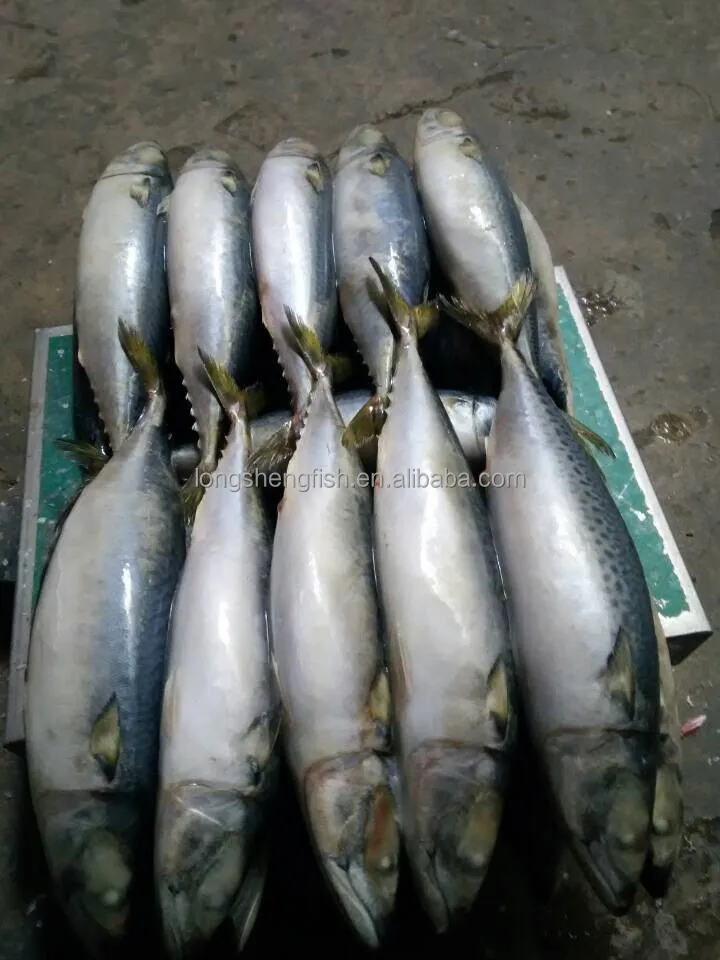 Hot Selling Cheap Price Sea Frozen Pacific Mackerel Chinese mackerel Scomber Japonicus